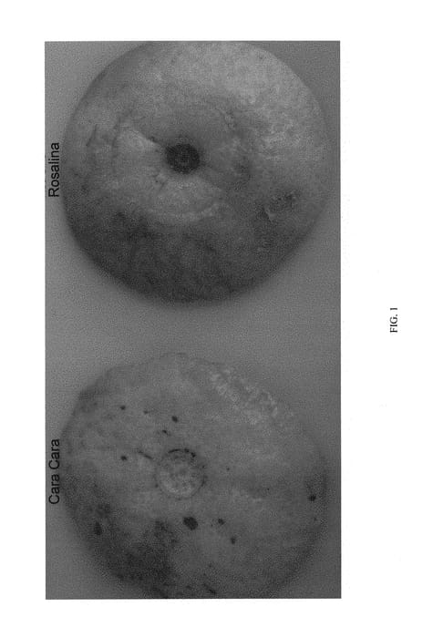 Figure 1 of US plant patent PP31258, the photograph of Red Lina printed in the patent.
