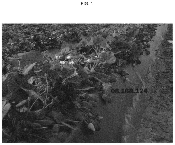 Figure 1 of US plant patent PP31259, the photograph of Plared 0822 printed in the patent.