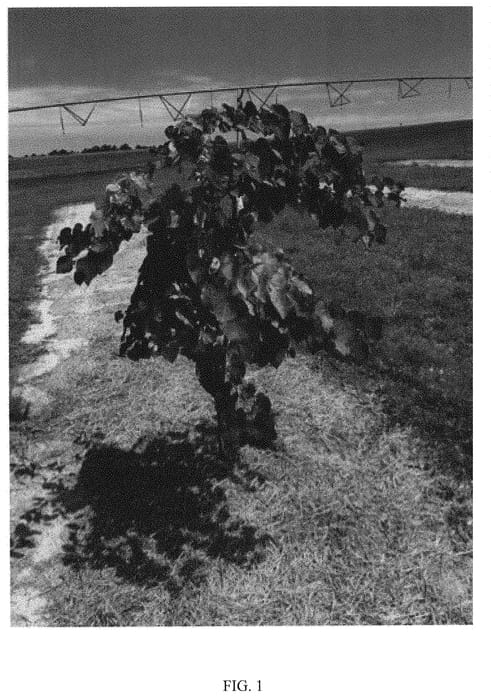 Figure 1 of US plant patent PP31260, the photograph of NC2016-2 printed in the patent.