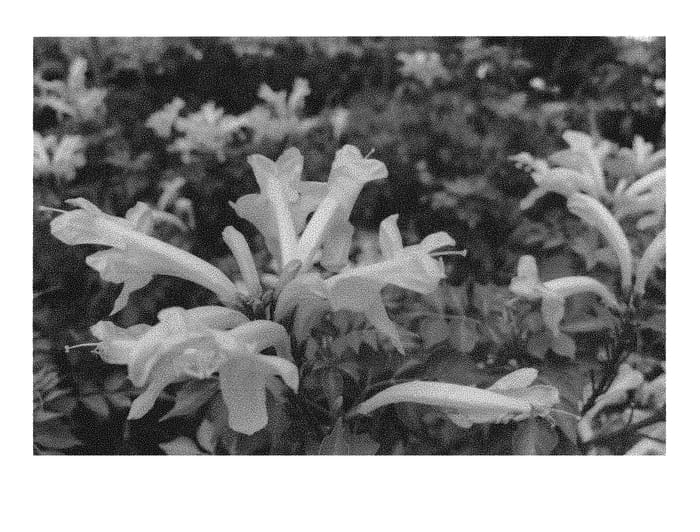 Figure 1 of US plant patent PP31261, the photograph of DWYE001 printed in the patent.