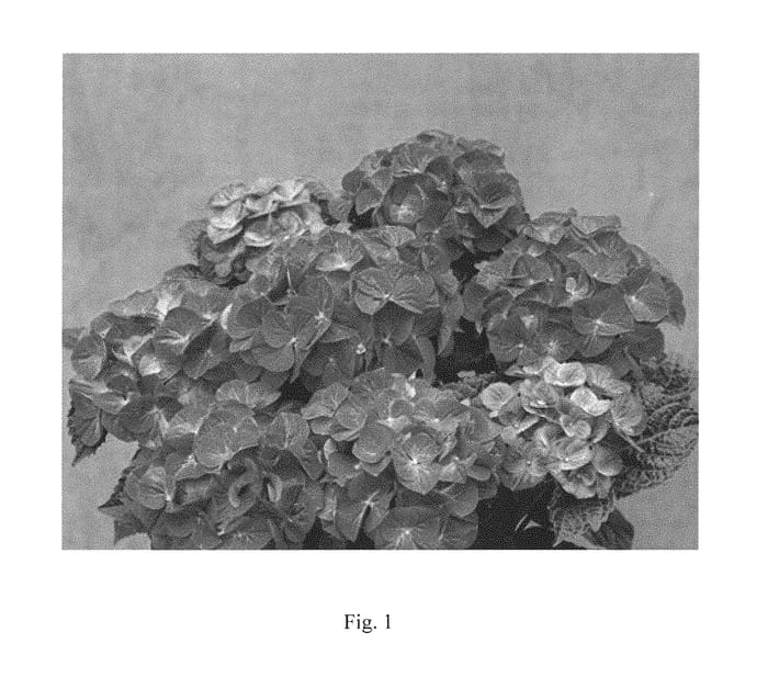 Figure 1 of US plant patent PP31262, the photograph of Strared printed in the patent.