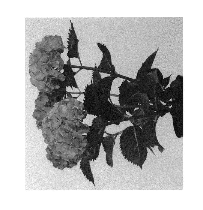 Figure 1 of US plant patent PP31263, the photograph of Hortmacaro printed in the patent.