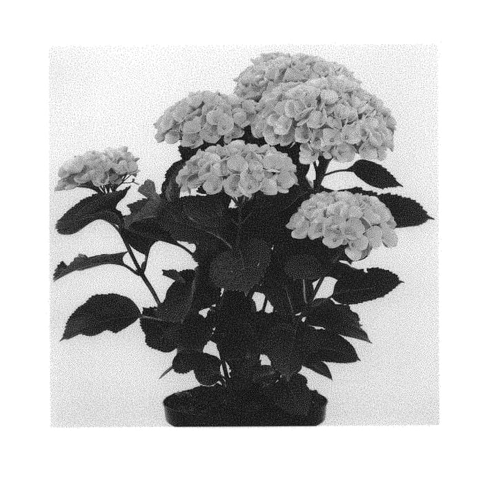 Figure 1 of US plant patent PP31264, the photograph of Hokomarore printed in the patent.