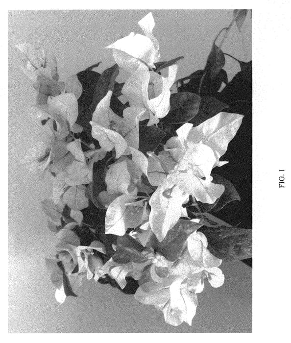 Figure 1 of US plant patent PP31265, the photograph of Vista5 printed in the patent.