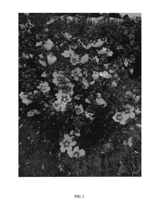 Figure 1 of US plant patent PP31266, the photograph of MINSYMACWHI 1 printed in the patent.