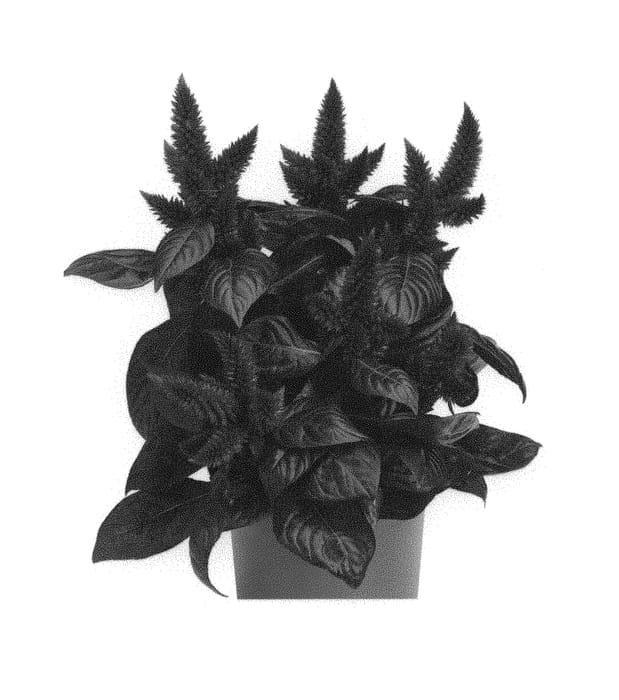 Figure 1 of US plant patent PP31267, the photograph of Zancemepur printed in the patent.