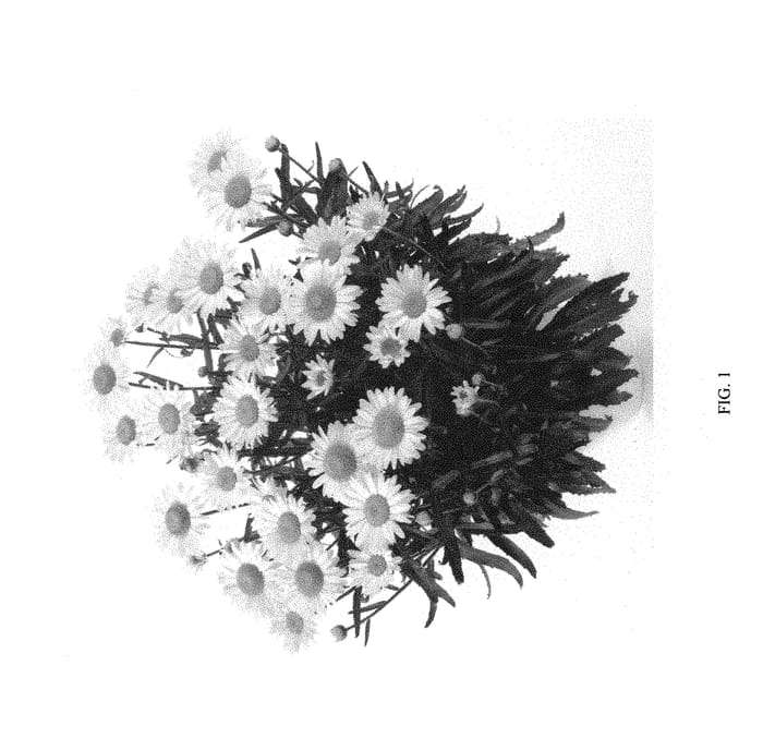 Figure 1 of US plant patent PP31268, the photograph of DLEULUCCHI printed in the patent.