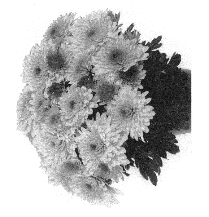 Figure 1 of US plant patent PP31269, the photograph of Domchryblus printed in the patent.
