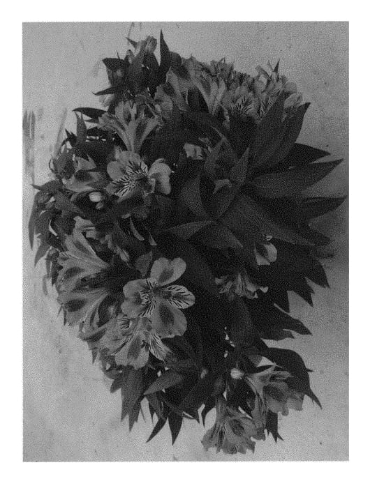 Figure 1 of US plant patent PP31270, the photograph of Zaprimu printed in the patent.