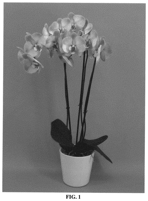 Figure 1 of US plant patent PP31271, the photograph of PHALGLEZY printed in the patent.