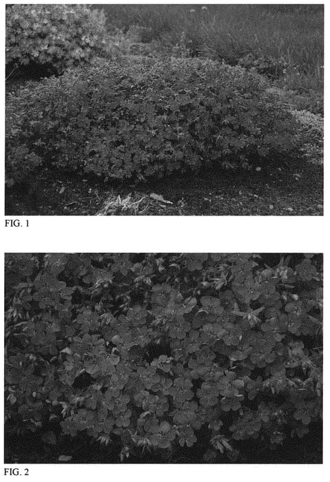 Figure 1 of US plant patent PP31272, the photograph of Purple Sprite printed in the patent.