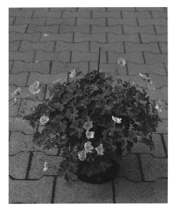 Figure 1 of US plant patent PP31273, the photograph of AZRU12 printed in the patent.