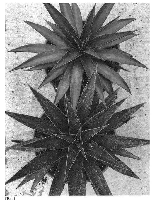Figure 1 of US plant patent PP31274, the photograph of Blazing Saddles printed in the patent.