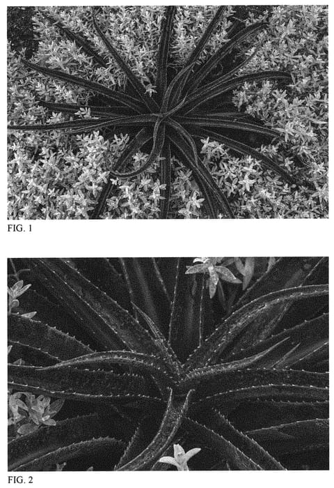 Figure 1 of US plant patent PP31275, the photograph of Coffee Jitters printed in the patent.