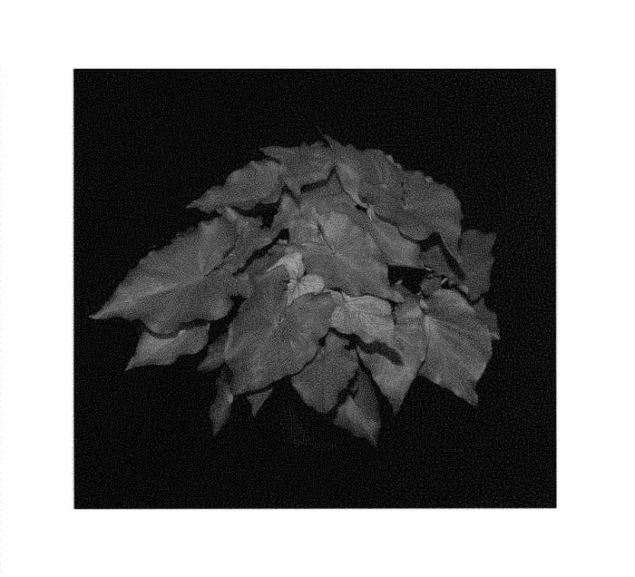 Figure 1 of US plant patent PP31276, the photograph of RSL 2321-469 printed in the patent.