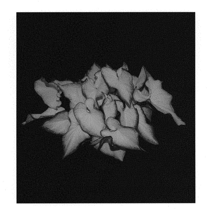 Figure 1 of US plant patent PP31277, the photograph of WWG 2320-373 printed in the patent.