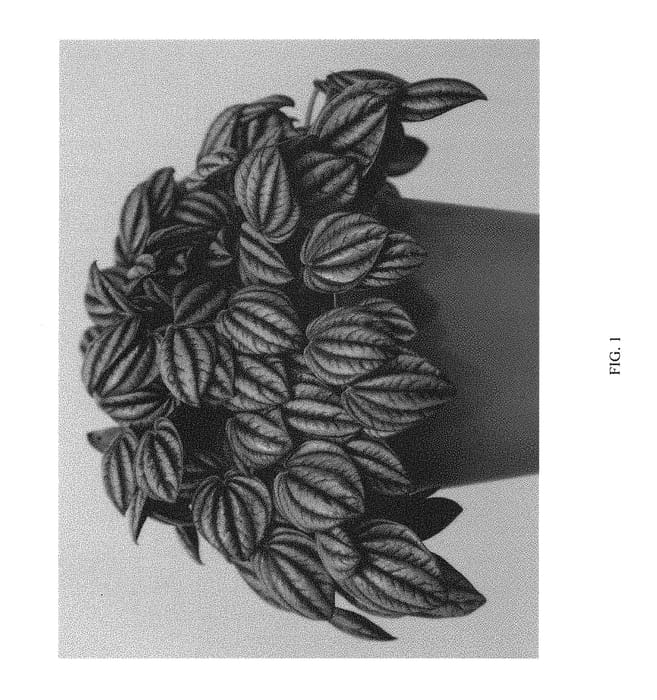 Figure 1 of US plant patent PP31278, the photograph of EC-PEPE-1803 printed in the patent.