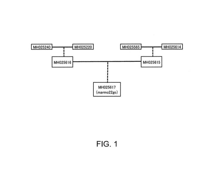Figure 1 of US plant patent PP31279, the photograph of Marmo22go printed in the patent.