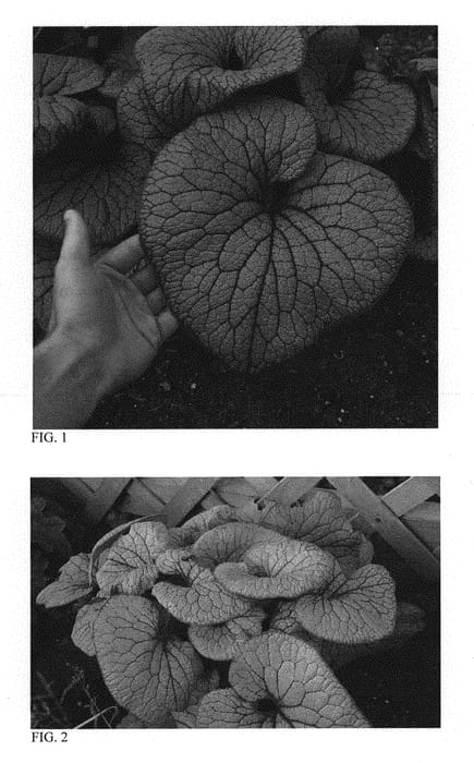 Figure 1 of US plant patent PP31280, the photograph of Sterling Silver printed in the patent.
