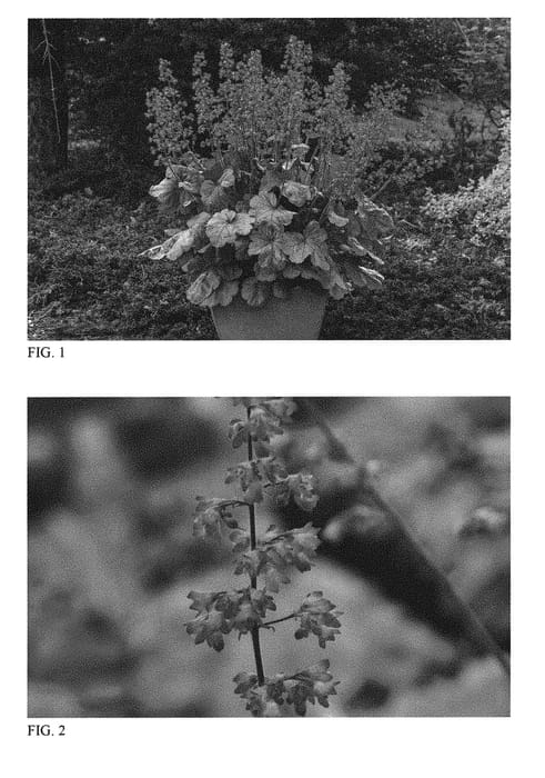 Figure 1 of US plant patent PP31281, the photograph of Spearmint printed in the patent.