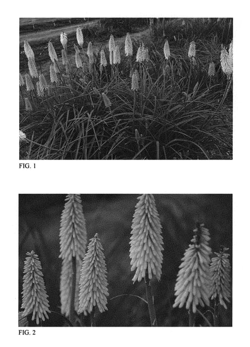 Figure 1 of US plant patent PP31282, the photograph of Flashpoint printed in the patent.