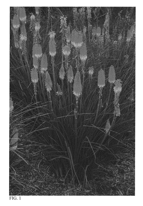 Figure 1 of US plant patent PP31283, the photograph of Jackpot printed in the patent.