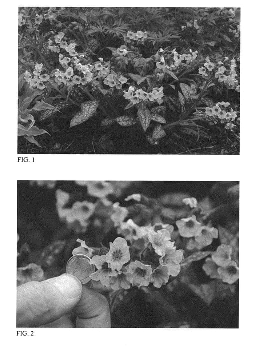 Figure 1 of US plant patent PP31284, the photograph of Pretty in Pink printed in the patent.