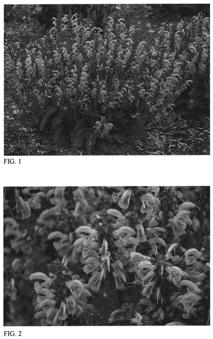 Figure 1 of US plant patent PP31285, the photograph of Sweet Petite printed in the patent.