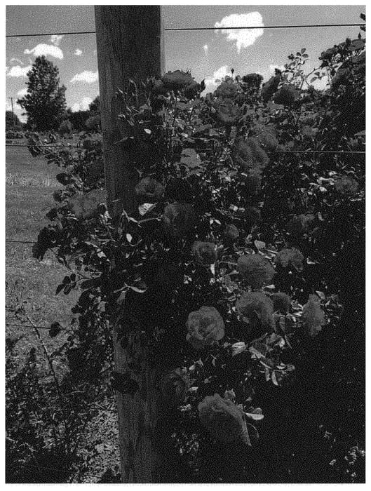 Figure 1 of US plant patent PP31286, the photograph of Overedclimb printed in the patent.