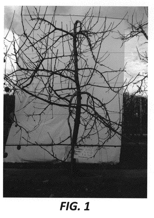 Figure 1 of US plant patent PP31287, the photograph of Inobi printed in the patent.