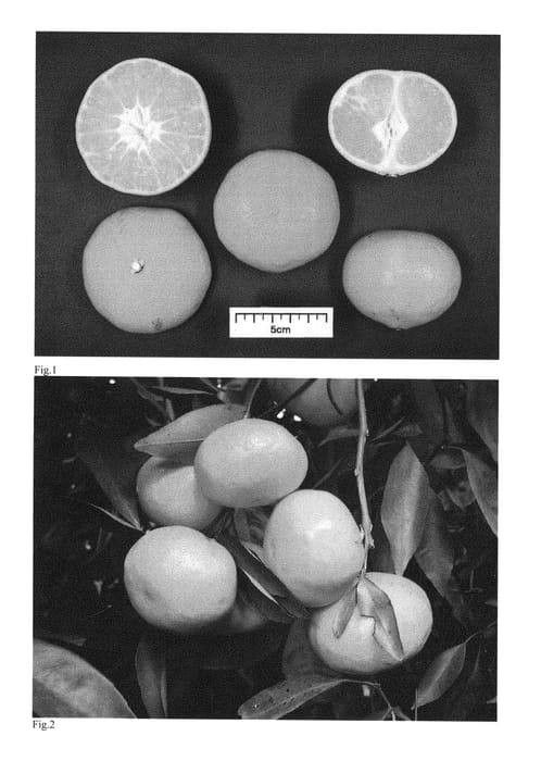 Figure 1 of US plant patent PP31288, the photograph of Tamdori printed in the patent.