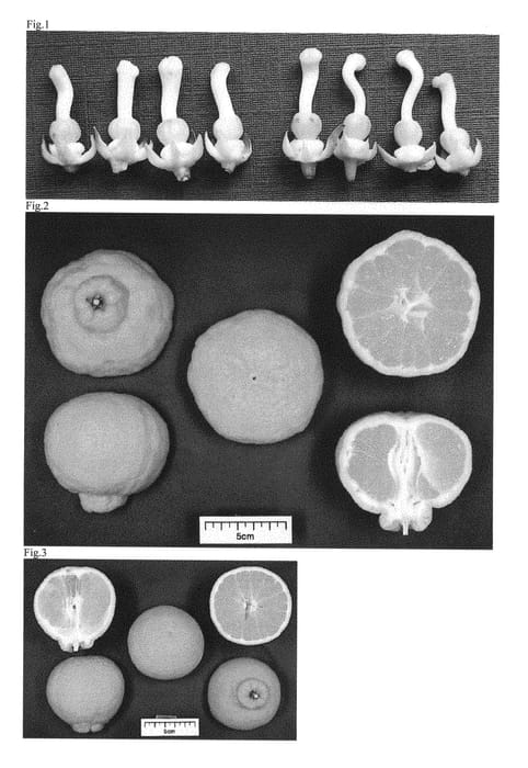 Figure 1 of US plant patent PP31289, the photograph of Tamnaneunbong printed in the patent.