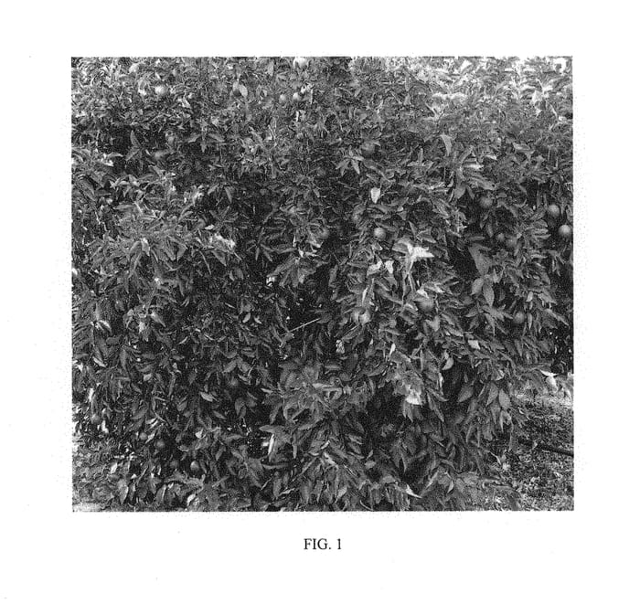 Figure 1 of US plant patent PP31290, the photograph of UF1351 printed in the patent.
