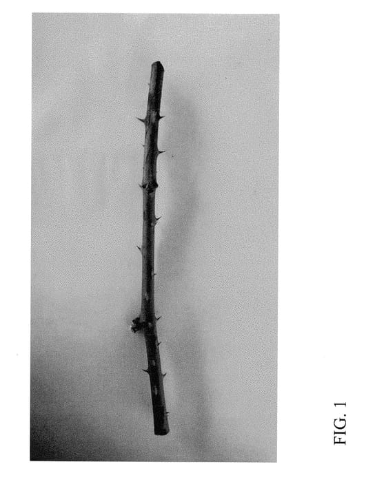 Figure 1 of US plant patent PP31291, the photograph of DrisBlackSeventeen printed in the patent.