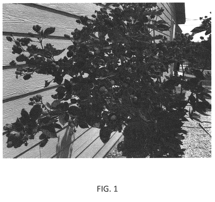 Figure 1 of US plant patent PP31292, the photograph of MM01 printed in the patent.