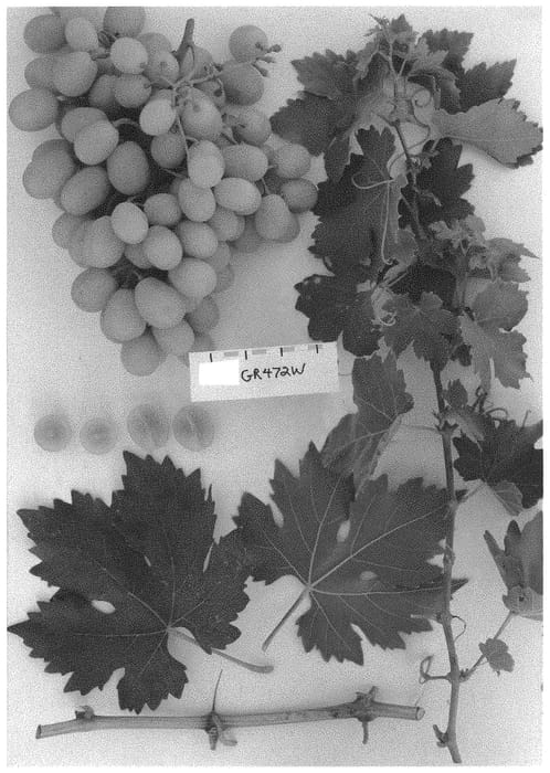 Figure 1 of US plant patent PP31293, the photograph of Sugrafiftyfour printed in the patent.