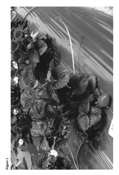 Figure 1 of US plant patent PP31294, the photograph of Alicia printed in the patent.