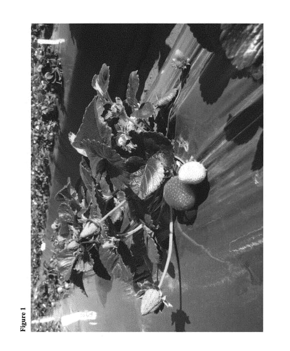 Figure 1 of US plant patent PP31295, the photograph of Octavia printed in the patent.