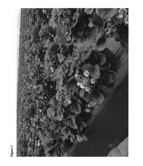 Figure 1 of US plant patent PP31296, the photograph of Dr. Duncan printed in the patent.