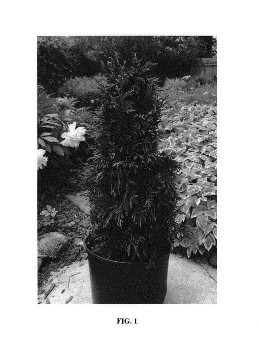 Figure 1 of US plant patent PP31297, the photograph of T p x T s Junior Giant printed in the patent.