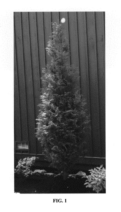 Figure 1 of US plant patent PP31298, the photograph of Northern Spire printed in the patent.