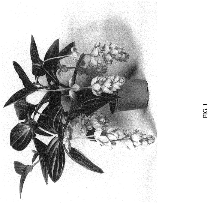 Figure 1 of US plant patent PP31299, the photograph of ROYAL GLOW printed in the patent.