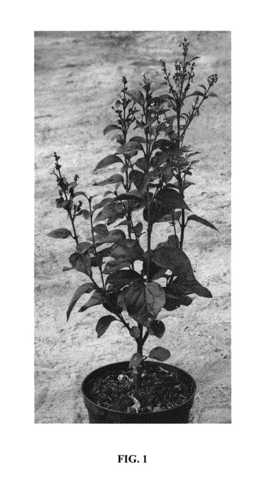 Figure 1 of US plant patent PP31300, the photograph of Annys200809 printed in the patent.