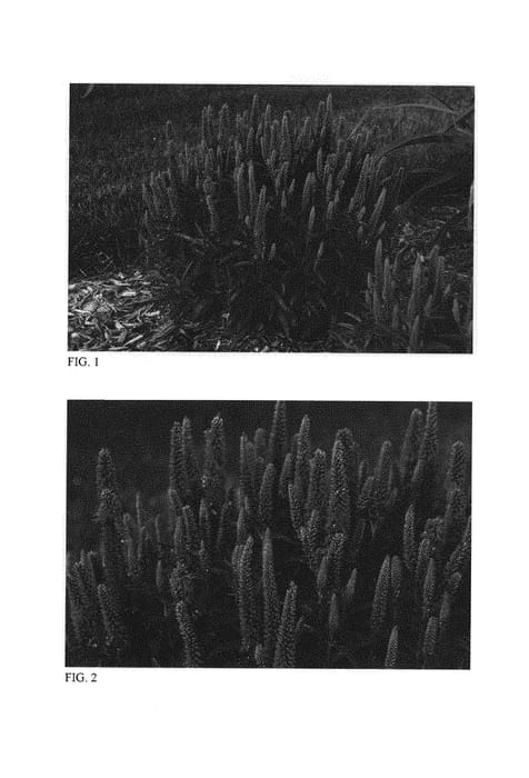 Figure 1 of US plant patent PP31301, the photograph of Purple Illusion printed in the patent.