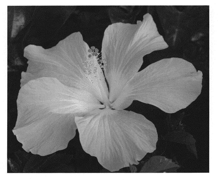 Figure 1 of US plant patent PP31302, the photograph of JBG 14007 printed in the patent.