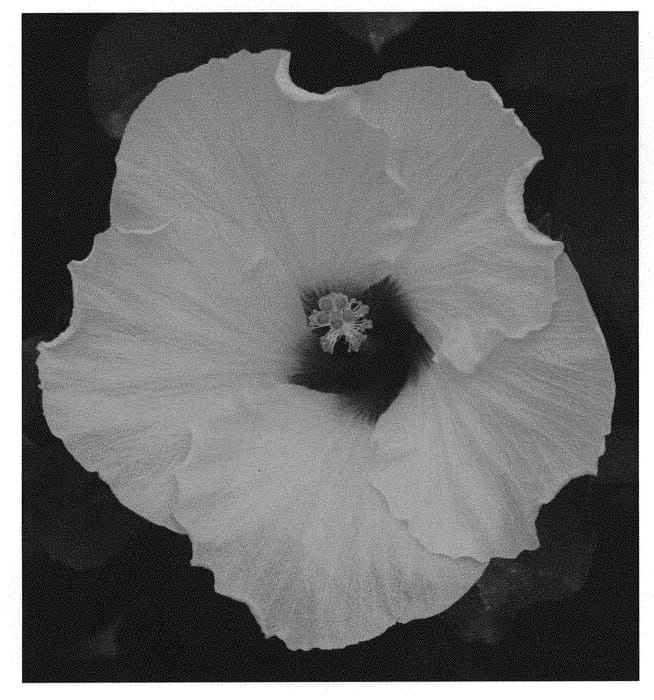 Figure 1 of US plant patent PP31303, the photograph of JBG 14023 printed in the patent.
