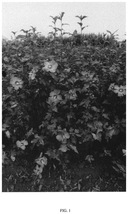 Figure 1 of US plant patent PP31304, the photograph of MINSYPIN3 printed in the patent.