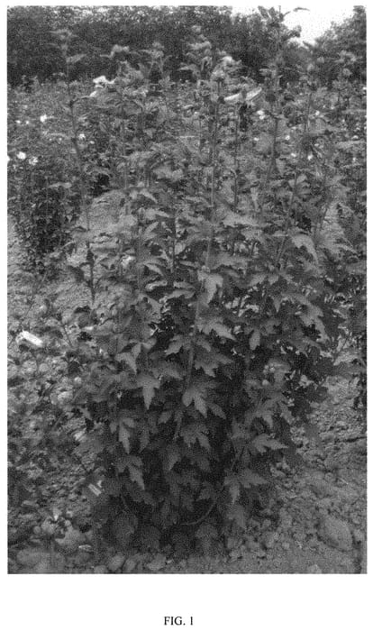 Figure 1 of US plant patent PP31305, the photograph of MINSYRE10 printed in the patent.