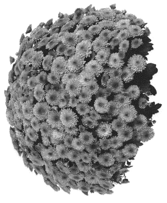 Figure 1 of US plant patent PP31306, the photograph of Dommertrup printed in the patent.