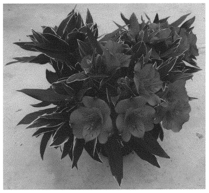 Figure 1 of US plant patent PP31307, the photograph of Zaprikatia printed in the patent.